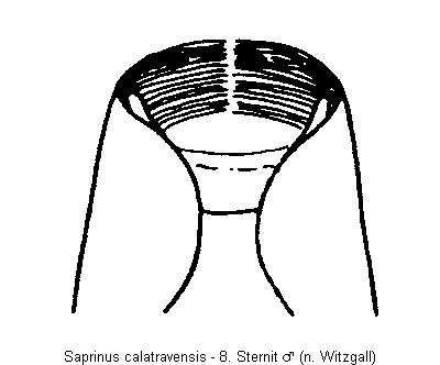 saprinus_calatravensis_sternit.gif