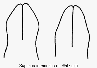 saprinus_immundus.gif
