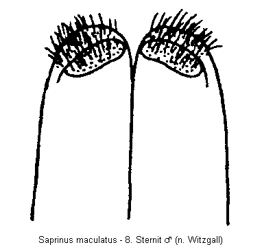 saprinus_maculatus_sternit.gif