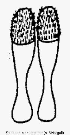 saprinus_planiusculus_vp.gif