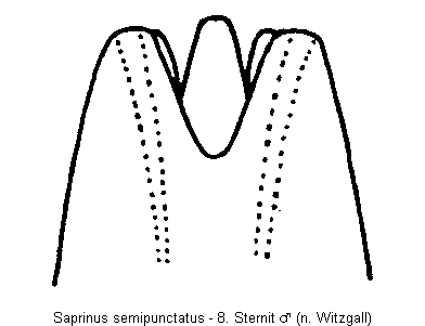 saprinus_semipunctatus_sternit.gif