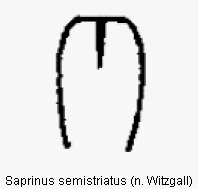 saprinus_semistriatus.gif