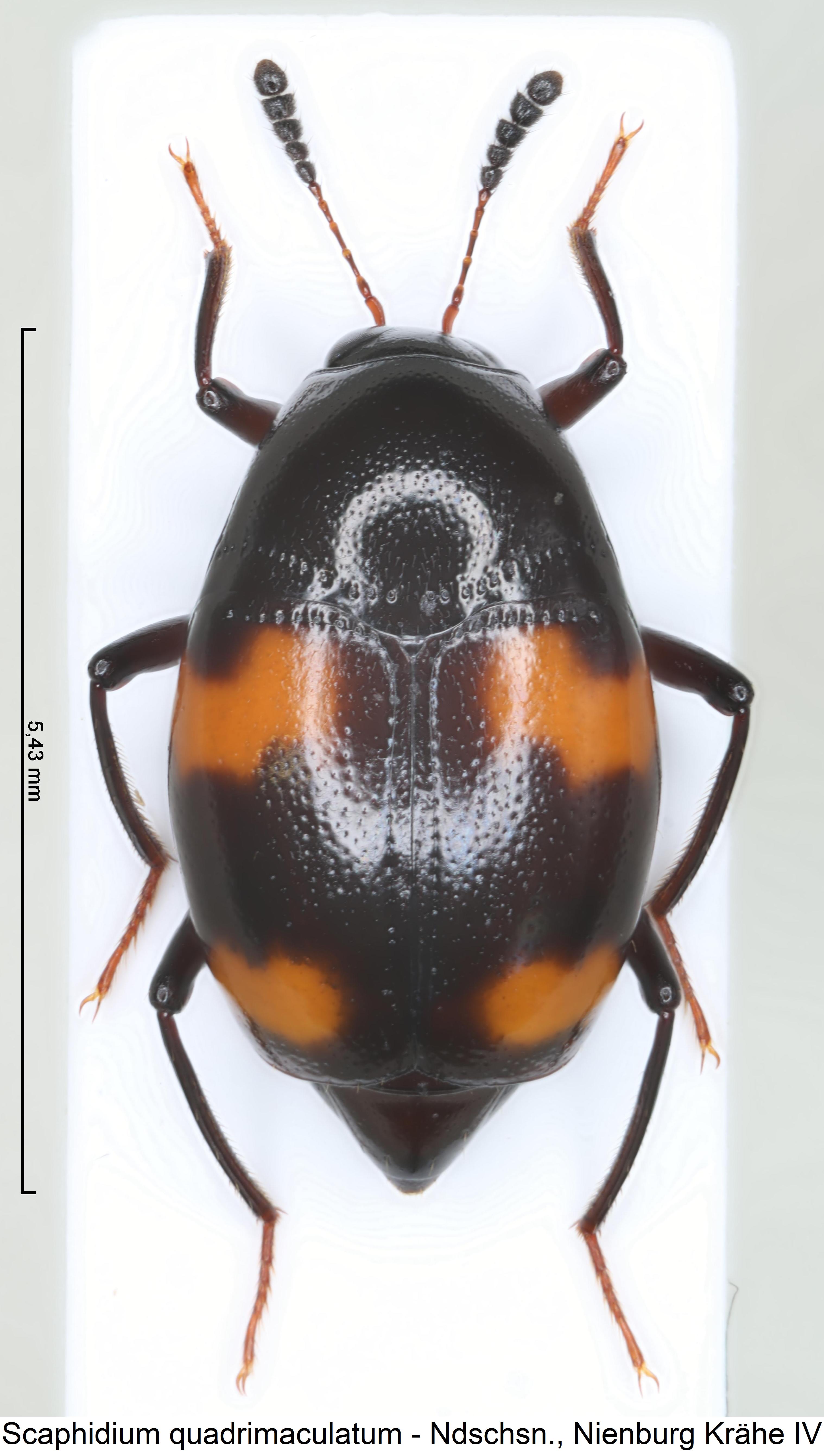 scaphidium_quadrimaculatum_hab.jpg