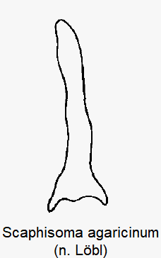 scaphisoma_agaricinum_pm.gif