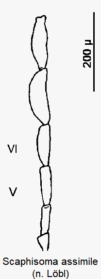 scaphisoma_assimile_f.gif
