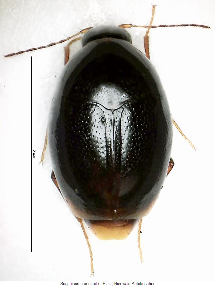 scaphisoma_assimile_hab.jpg