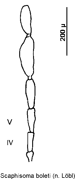 scaphisoma_boleti_f.gif