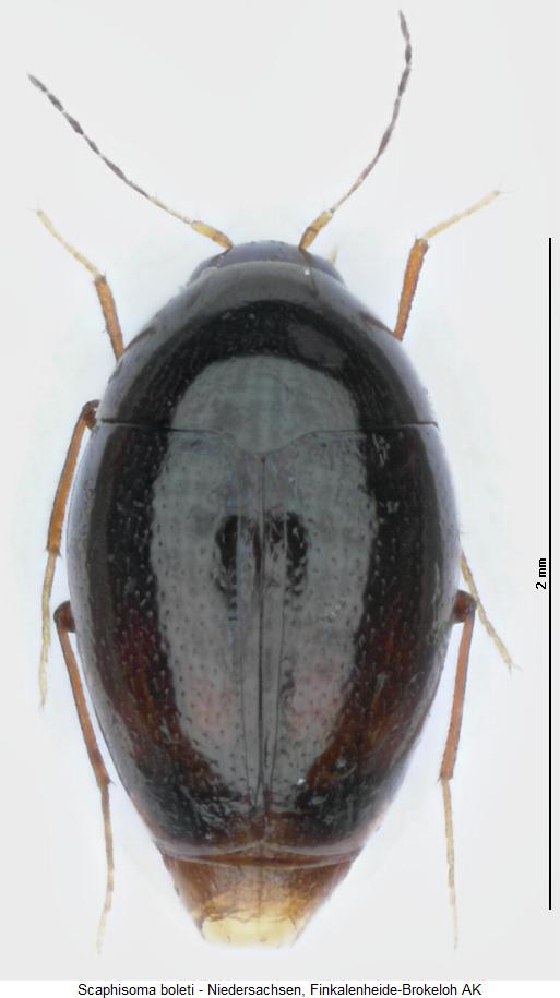 scaphisoma_boleti_hab.jpg
