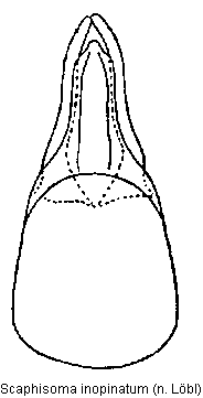 scaphisoma_inopinatum.gif
