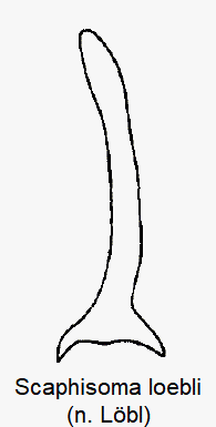 scaphisoma_loebli_pm.gif