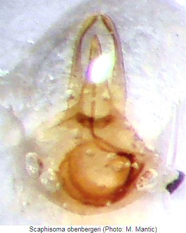 scaphisoma_obenbergeri.jpg