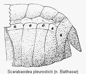 scarabaeoidea_pleurosticti.gif