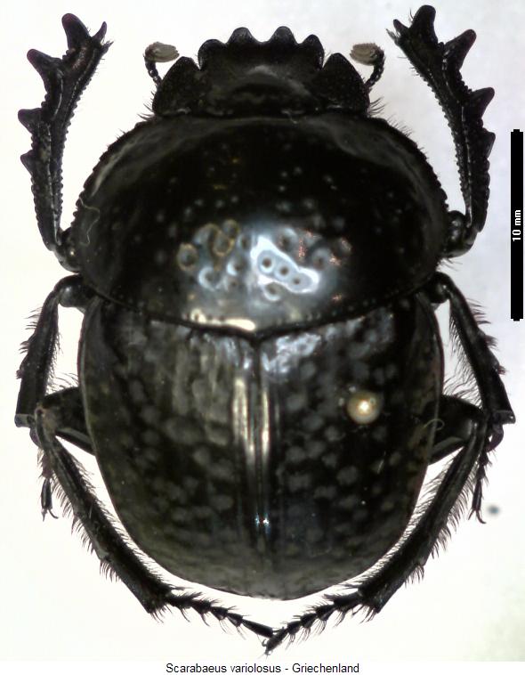 scarabaeus_variolosus_hab.jpg