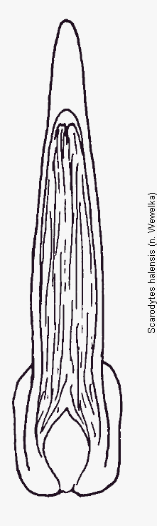 scarodytes_halensis.gif