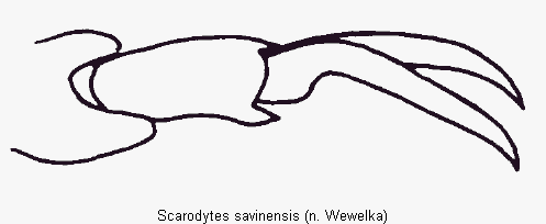 scarodytes_savinensis_vtr.gif