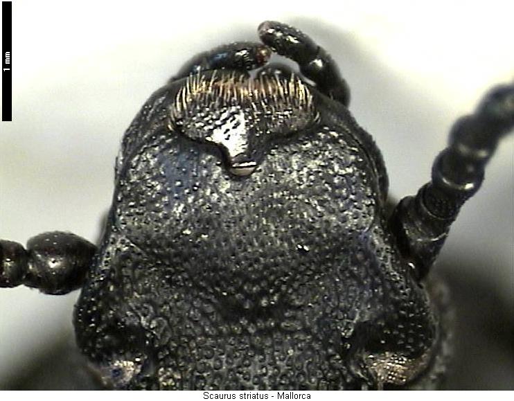 scaurus_striatus_k.jpg