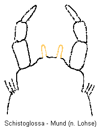 schistoglossa_mund.gif