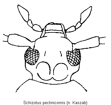 schizotus_pectinicornis_k.gif