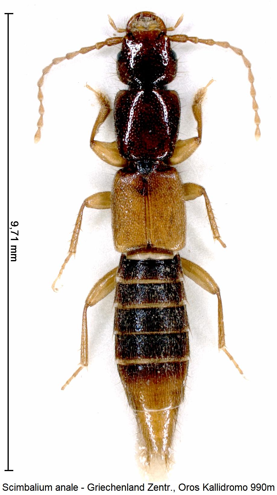 scimbalium_anale_hab.jpg