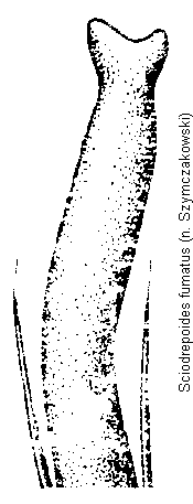 sciodrepoides_fumatus.gif