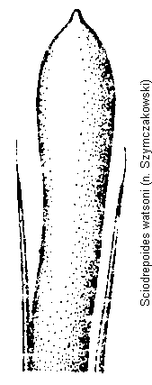 sciodrepoides_watsoni.gif
