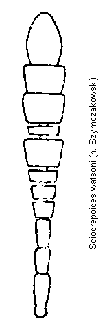 sciodrepoides_watsoni_f.gif