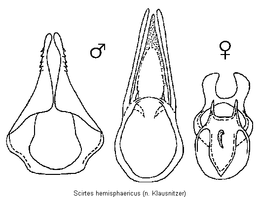 scirtes_hemisphaericus.gif
