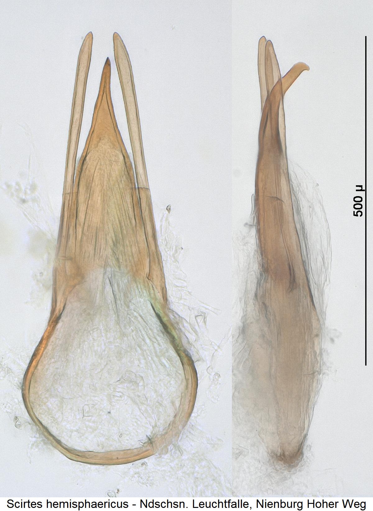 scirtes_hemisphaericus1.jpg