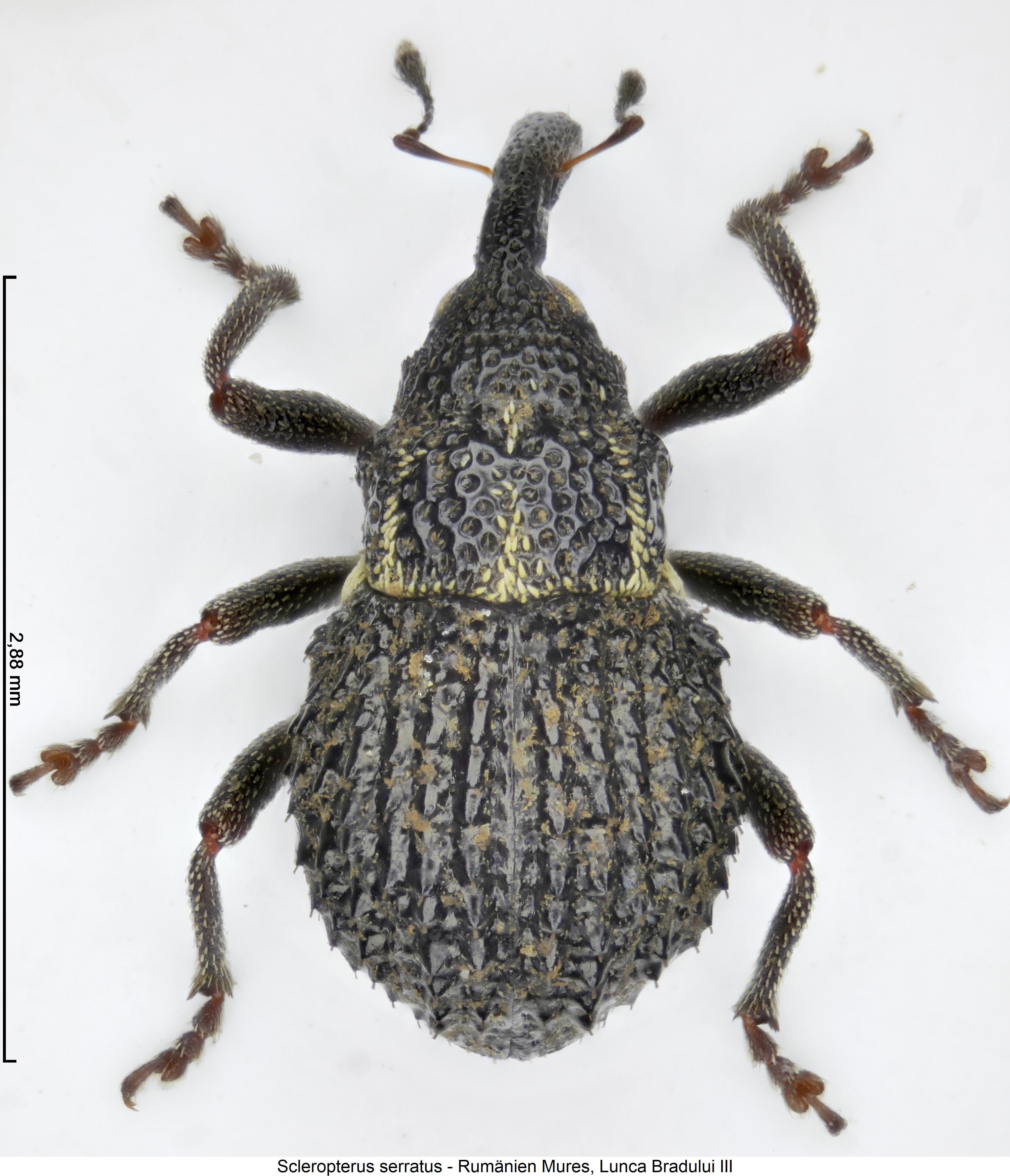 scleropterus_serratus_hab.jpg