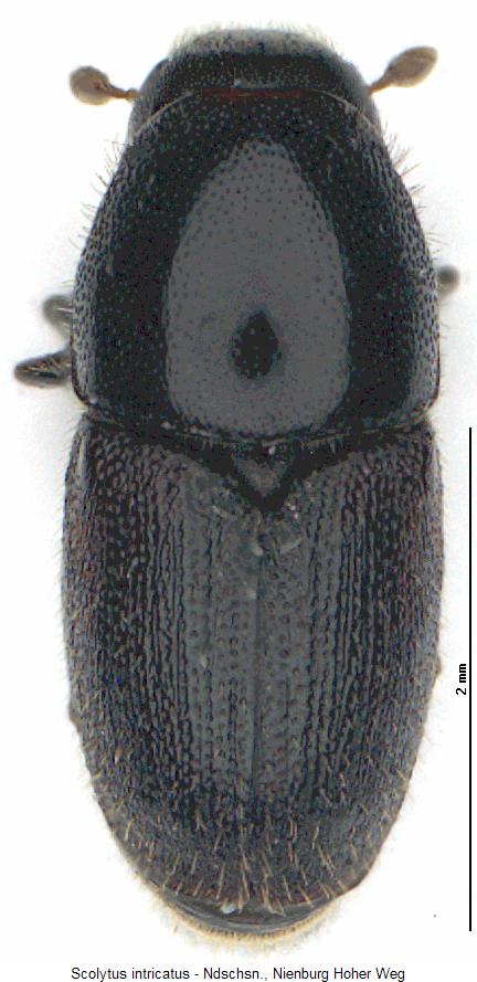 scolytus_intricatus_hab.jpg