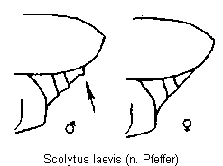 scolytus_laevis_hlb.gif