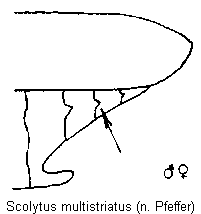 scolytus_multistriatus_hlb.gif