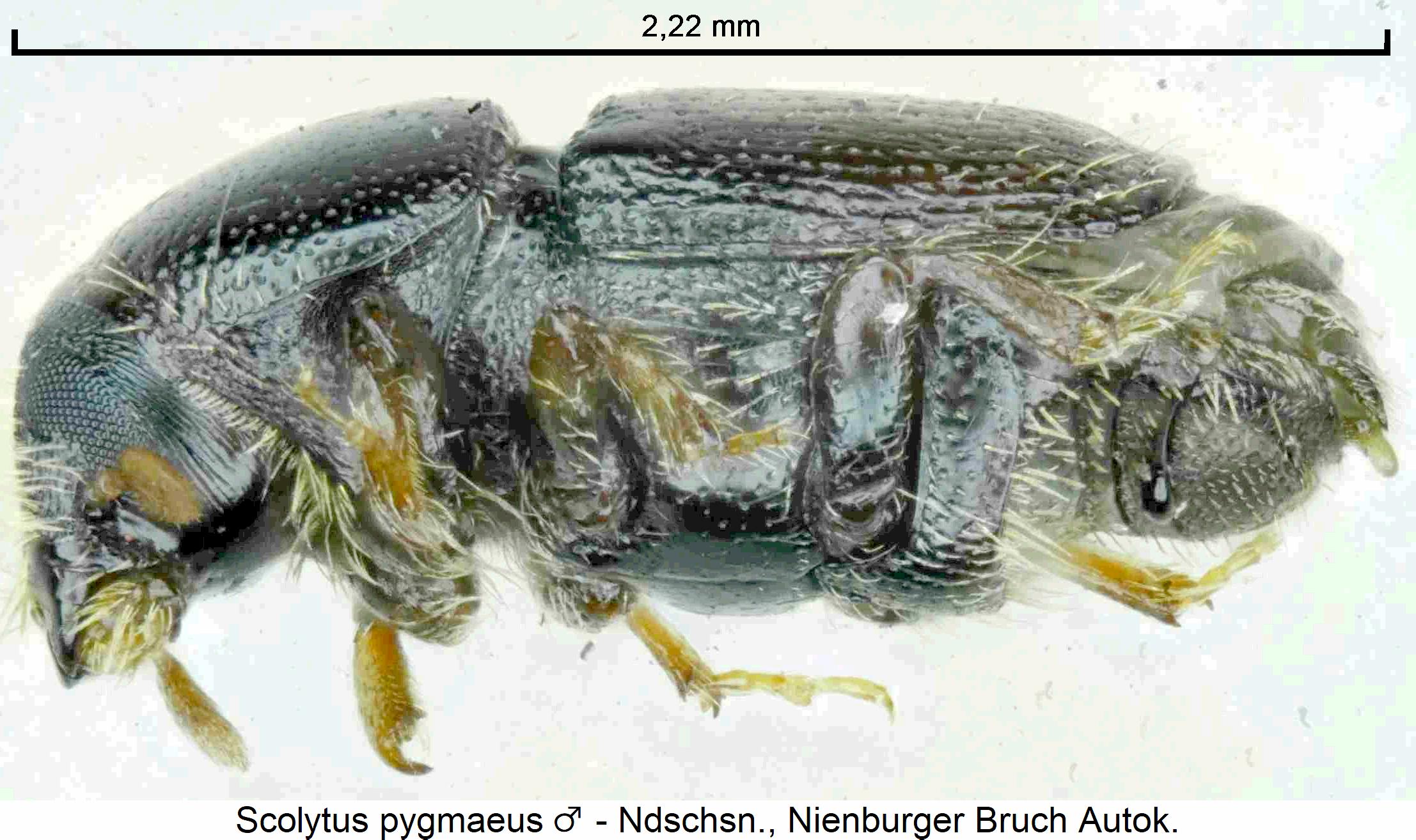 scolytus_pygmaeus_m_sa.jpg