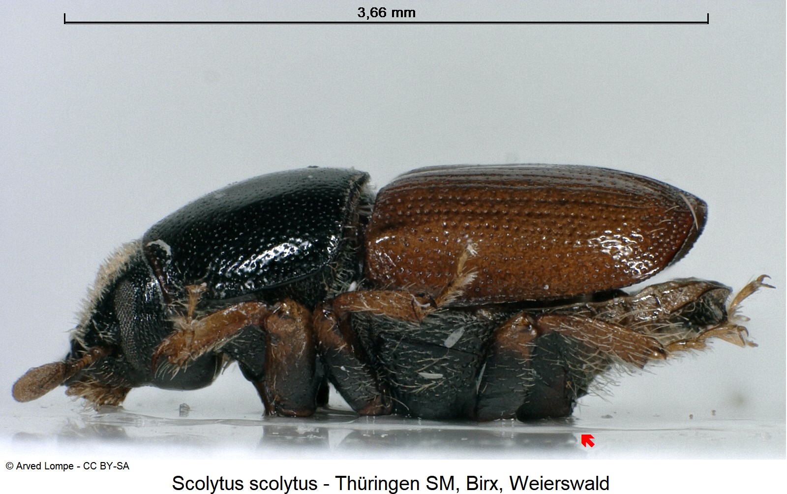 scolytus_scolytus_ck32182147_sa.jpg