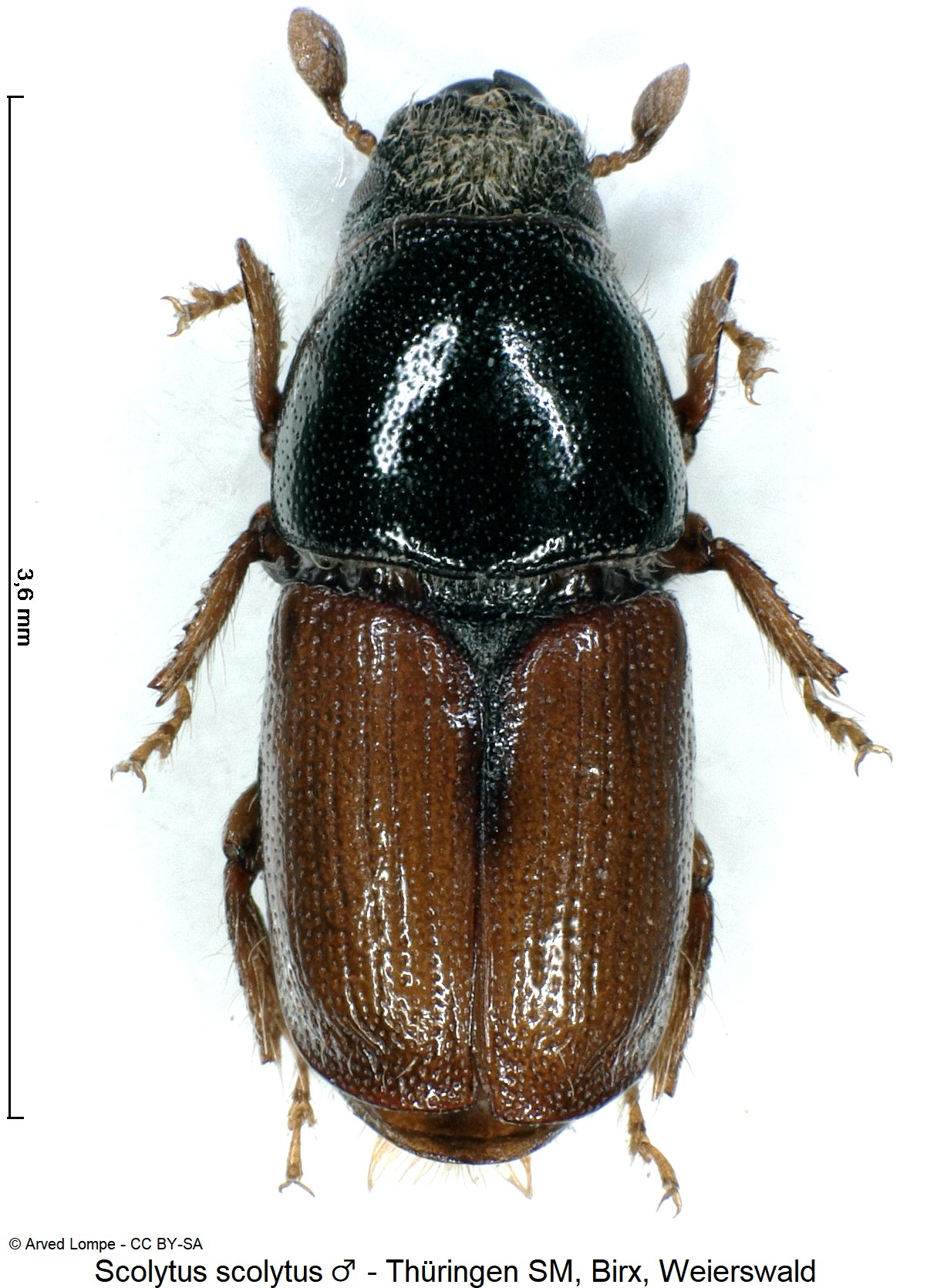 scolytus_scolytus_m_ck32182147_hab.jpg