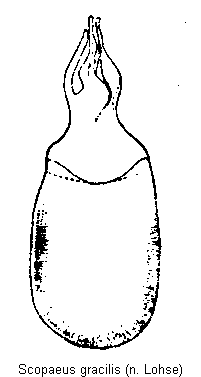 scopaeus_gracilis.gif