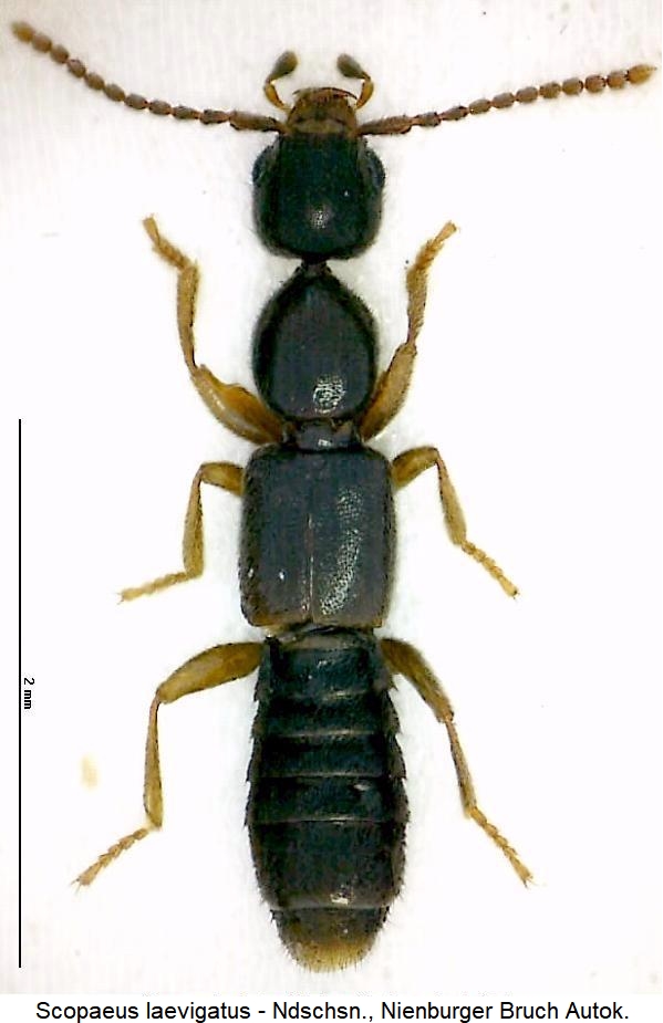 scopaeus_laevigatus_hab.jpg