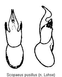 scopaeus_pusillus.gif