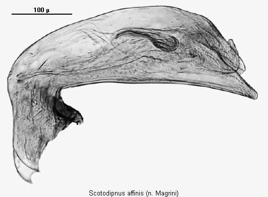 scotodipnus_affinis2.gif