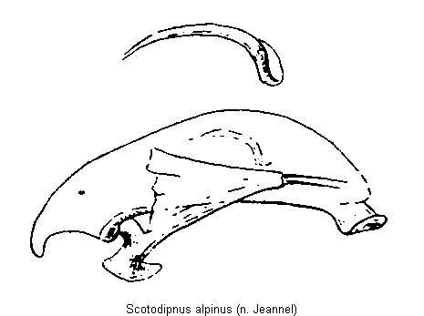 scotodipnus_alpinus.gif