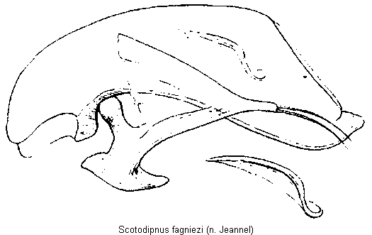 scotodipnus_fagniezi.gif