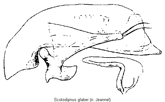scotodipnus_glaber.gif