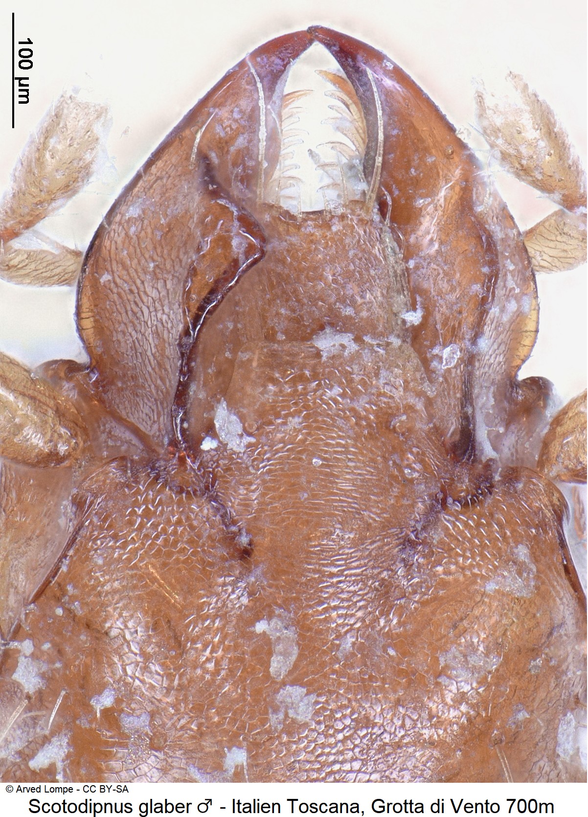 scotodipnus_glaber_m_ck17633_k.jpg