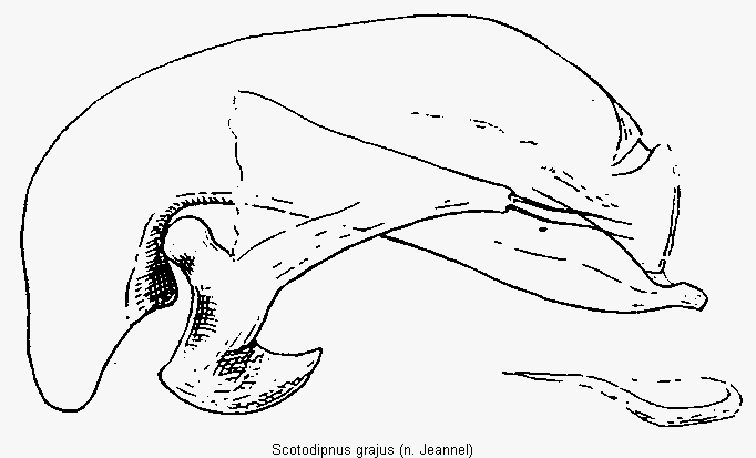 scotodipnus_grajus.gif
