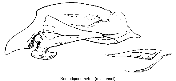 scotodipnus_hirtus.gif