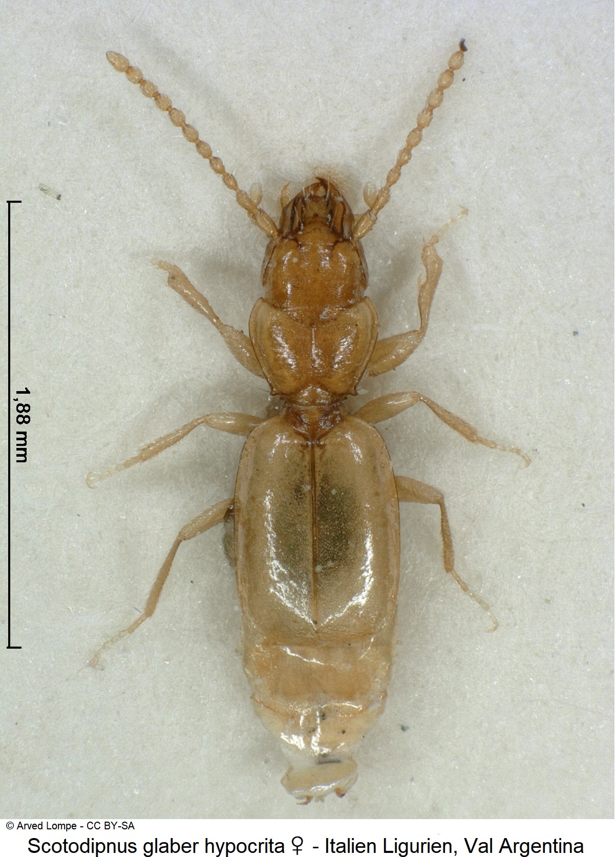 scotodipnus_hypocrita_w_ck22133_hab.jpg