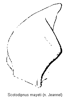 scotodipnus_mayeti_mandibel.gif