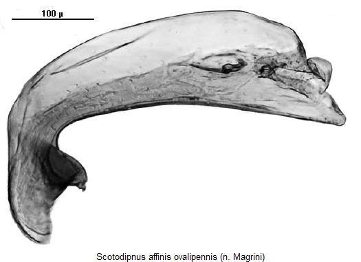 scotodipnus_ovalipennis2.jpg