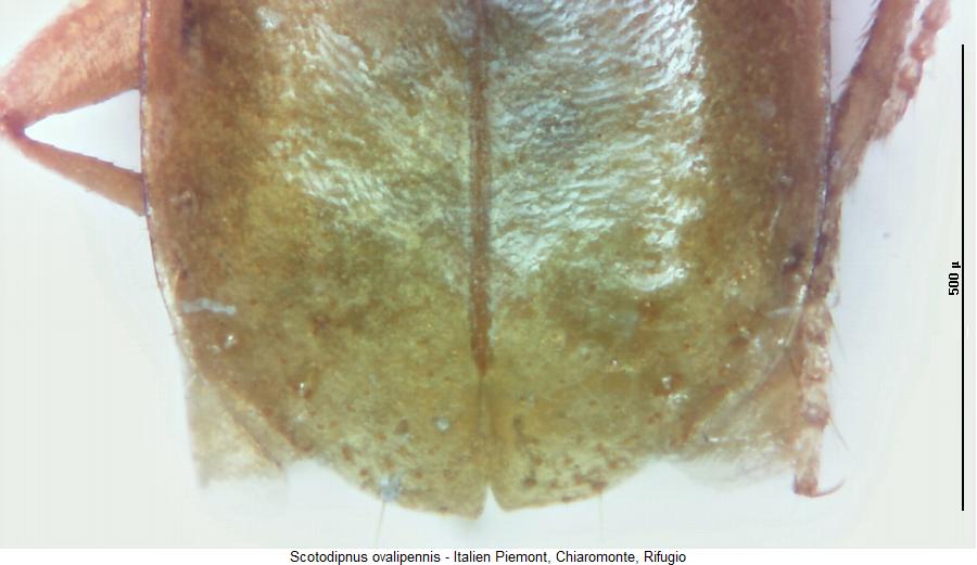 scotodipnus_ovalipennis_fld.jpg