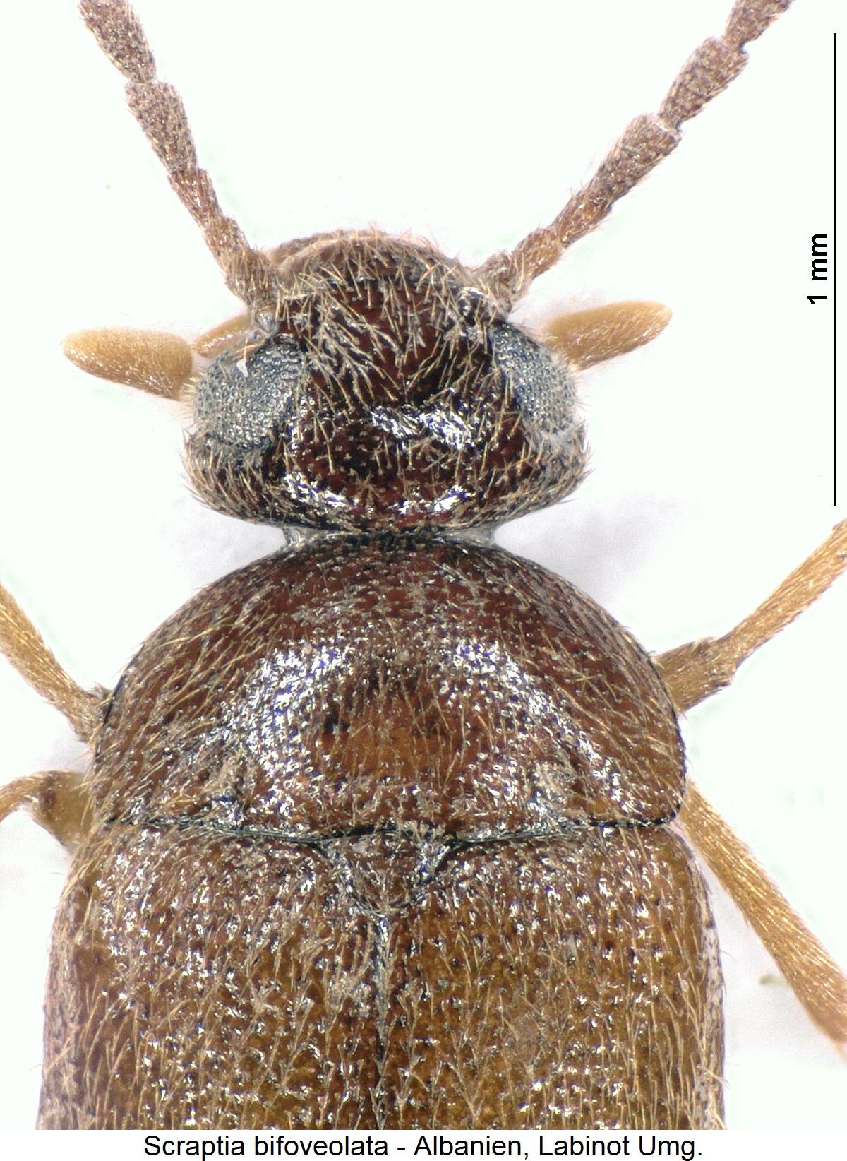 scraptia_bifoveolata_vk.jpg